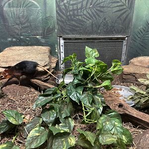 Black and Rufous Giant Elephant Shrew