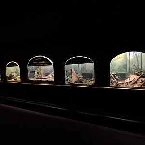 Black and Rufous Giant Elephant Shrew Exhibit