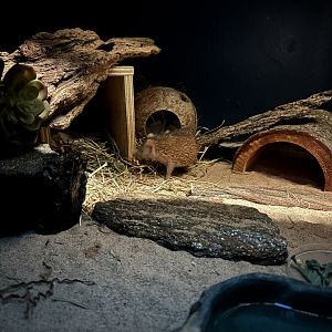 Lesser Hedgehog Tenrec