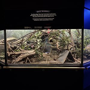 Northern Tree Shrew Exhibit
