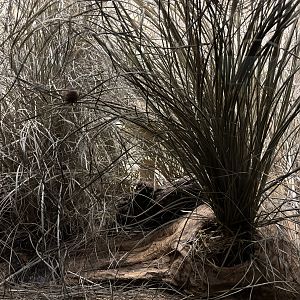 European Harvest Mouse Exhibit