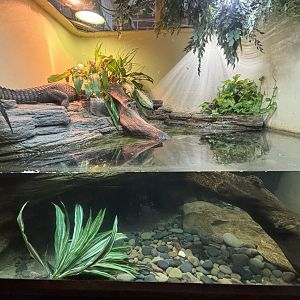 Dwarf Crocodile Exhibit - too small