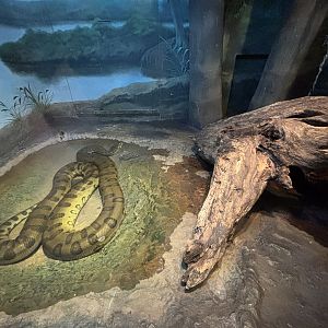 Green Anaconda Exhibit - too small