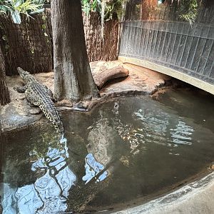 Cuban Crocodile Exhibit - too small