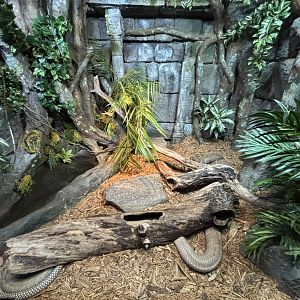 King Cobra Exhibit