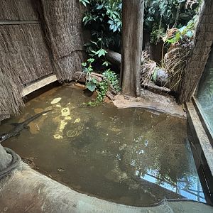 Chinese Alligator Exhibit - too small