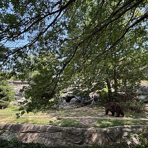 Brown Bear Exhibit