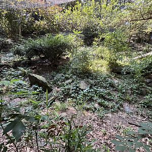 Snow Leopard Exhibit