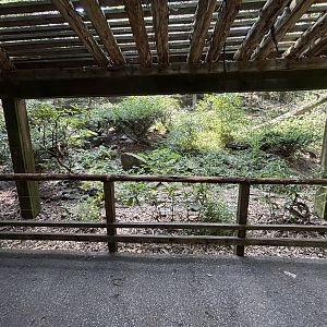 Snow Leopard Exhibit