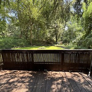 White-naped Crane Exhibit