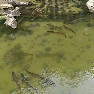 Resto Bakau fish pond