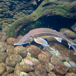 Sterlet (Huso ruthenus)