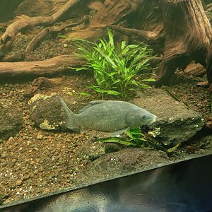 Amur Carp (Cyprinus rubrofuscus)