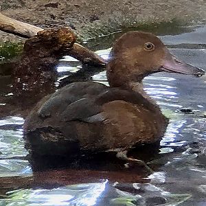 Does anyone know what kind of duck this is?