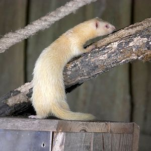 Natural Parc - ferret (Mustela putorius furo)
