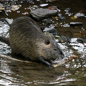 Natural Parc - nutria (Myocastor coypus)
