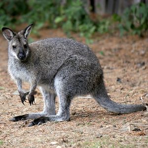 Natural Parc - red-necked wallaby (Notamacropus rufogriseus)