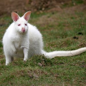 Natural Parc - albino red-necked wallaby (Notamacropus rufogriseus)