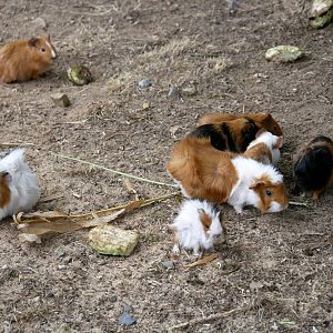 Natural Parc - domestic guinea pig (Cavia porcellus)