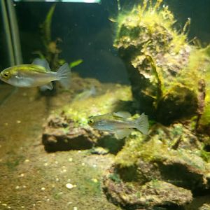 Bronze Puffer (Auriglobus modestus)