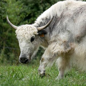 Natural Parc - domestic yak (Bos grunniens)