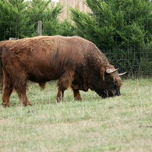 Natural Parc - Highland cattle (Bos taurus)