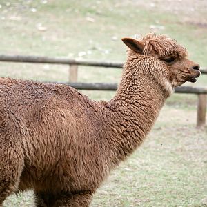 Natural Parc - alpaca (Lama pacos)