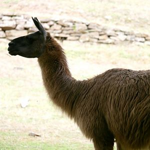Natural Parc - llama (Lama glama)