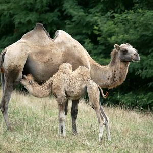 Natural Parc - Bactrian camel (Camelus bactrianus)