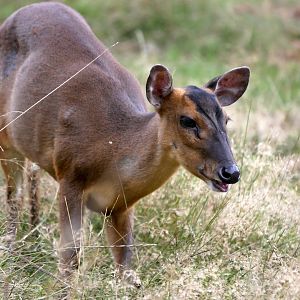 Natural Parc - Reeves's muntjac (Muntiacus reevesi)
