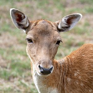 Natural Parc - European fallow deer (Dama dama)