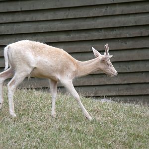 Natural Parc - leucistic European fallow deer (Dama dama)