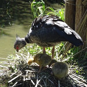 Southern screamer (Chauna torquata)