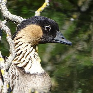 Nene (Branta sandvicensis)