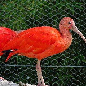 Scarlet ibis (Eudocimus ruber)