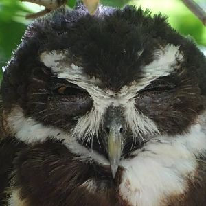 Spectacled owl (Pulsatrix perspicillata)