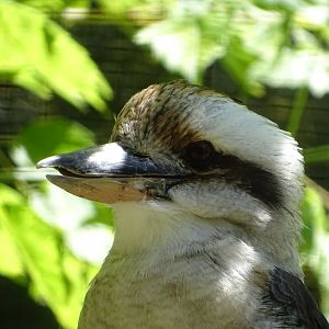 Laughing kookaburra (Dacelo novaeguineae)