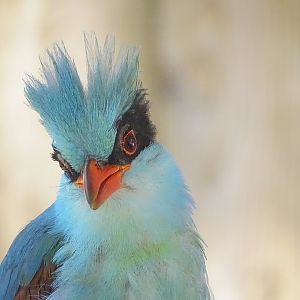 Indochinese green magpie (Cissa hypoleuca concolor)