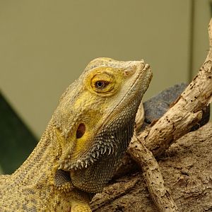 Central bearded dragon (Pogona vitticeps)