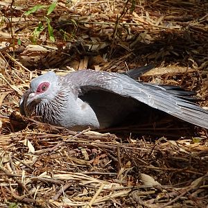 Speckled pigeon (Columba guinea)