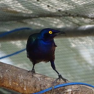Purple starling (Lamprotornis purpureus)