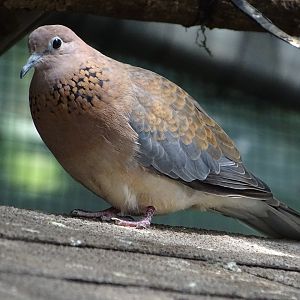 Laughing dove (Spilopelia senegalensis)