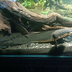 Australian Lungfish (Neoceratodus forsteri)