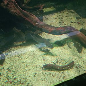 Javan River Catfish (Hemibagrus hoevenii)