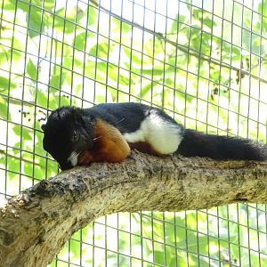 Prevost's squirrel (Callosciurus prevostii)
