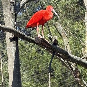 Caribbean Coast - Scarlet Ibis