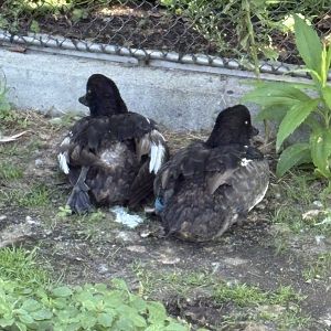 Caribbean Coast - Barrow’s Goldeneye