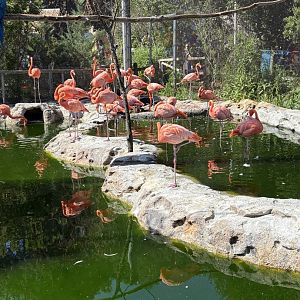 Caribbean Coast - American Flamingoes