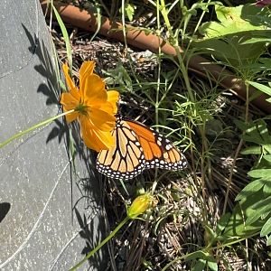 Butterfly Oasis - Monarch