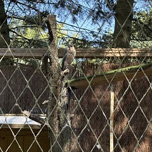 Treasures of Sierra Madre - Peregrine Falcon